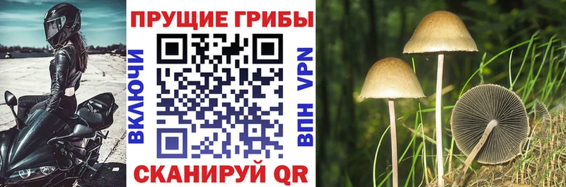 Псилоцибиновые грибы MAGIC MUSHROOMS  Купить  Михайлов 